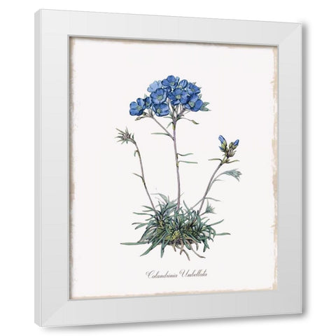 Caladrinia White Modern Wood Framed Art Print by Donovan, Kelly