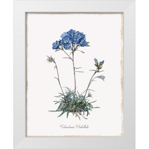 Caladrinia White Modern Wood Framed Art Print by Donovan, Kelly