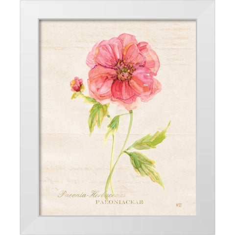 Botanical Peony White Modern Wood Framed Art Print by Robinson, Carol