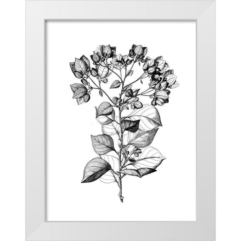 Botanical Black and White Modern Wood Framed Art Print by Donovan, Kelly
