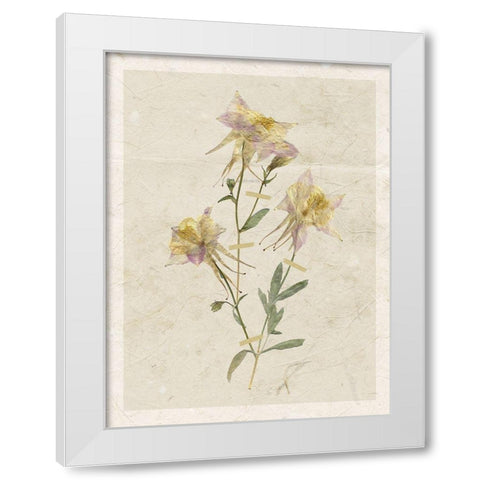 Pressed Columbine White Modern Wood Framed Art Print by Robinson, Carol