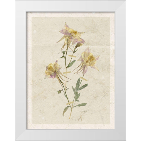 Pressed Columbine White Modern Wood Framed Art Print by Robinson, Carol
