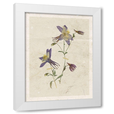 Pressed Columbine White Modern Wood Framed Art Print by Robinson, Carol