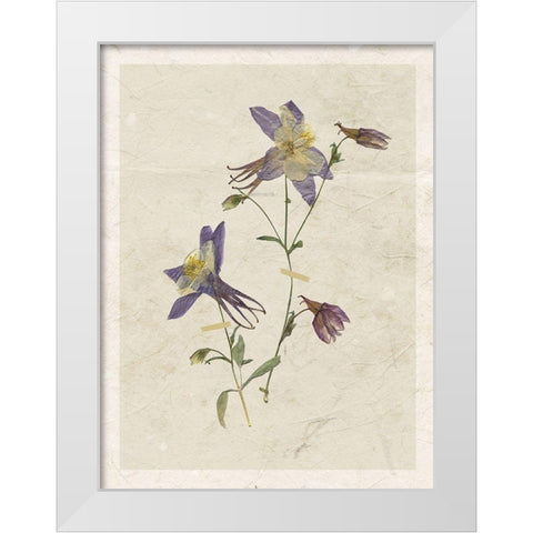 Pressed Columbine White Modern Wood Framed Art Print by Robinson, Carol
