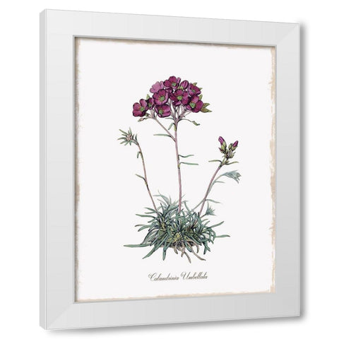 Botanical White Modern Wood Framed Art Print by Donovan, Kelly