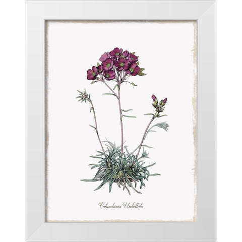Botanical White Modern Wood Framed Art Print by Donovan, Kelly