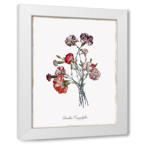 Botanical Carnation White Modern Wood Framed Art Print by Donovan, Kelly