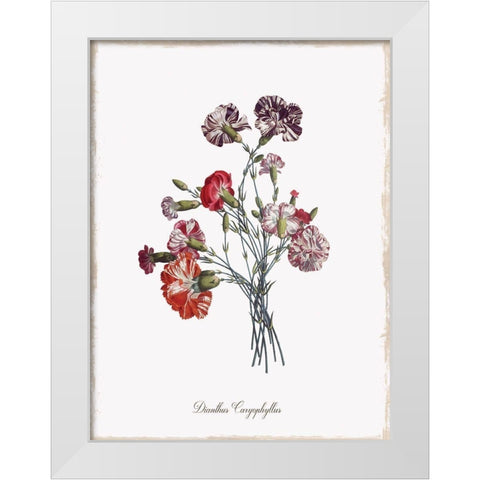 Botanical Carnation White Modern Wood Framed Art Print by Donovan, Kelly