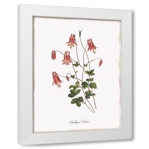 Botanical Columbine White Modern Wood Framed Art Print by Donovan, Kelly