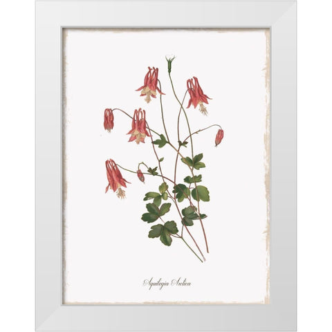 Botanical Columbine White Modern Wood Framed Art Print by Donovan, Kelly