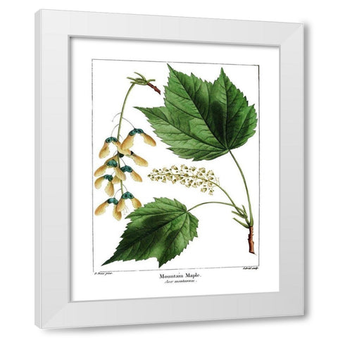 Mountain Maple White Modern Wood Framed Art Print by Donovan, Kelly