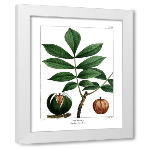 Nut Hickory White Modern Wood Framed Art Print by Donovan, Kelly