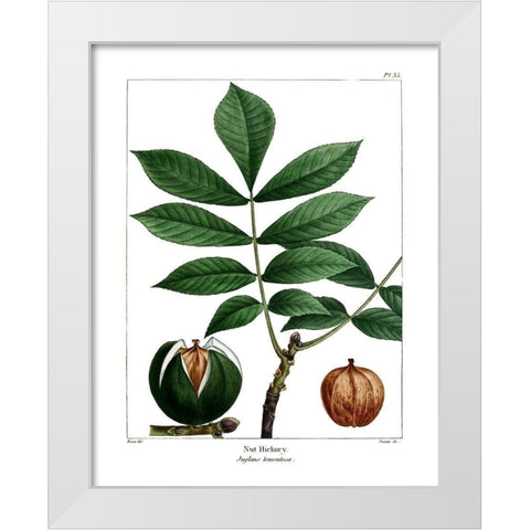 Nut Hickory White Modern Wood Framed Art Print by Donovan, Kelly