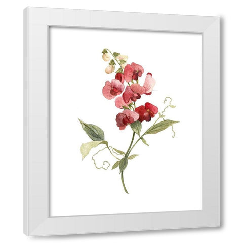 Scarlet Sweet Pea White Modern Wood Framed Art Print by Robinson, Carol