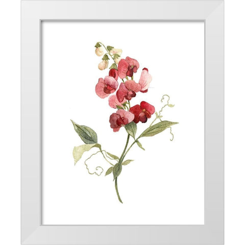 Scarlet Sweet Pea White Modern Wood Framed Art Print by Robinson, Carol