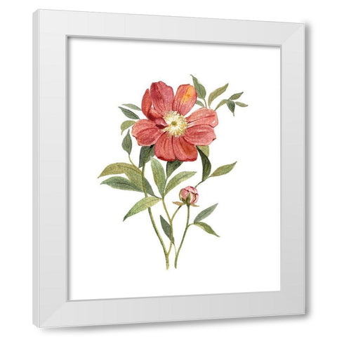 Scarlet Peony White Modern Wood Framed Art Print by Robinson, Carol