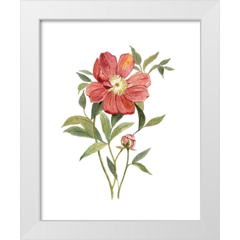 Scarlet Peony White Modern Wood Framed Art Print by Robinson, Carol