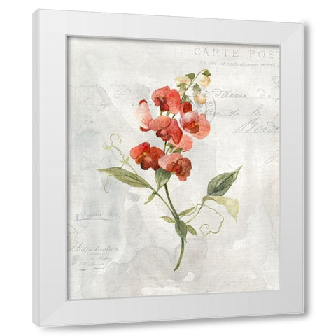 Linen Sweet Pea White Modern Wood Framed Art Print by Robinson, Carol