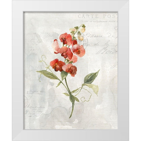 Linen Sweet Pea White Modern Wood Framed Art Print by Robinson, Carol
