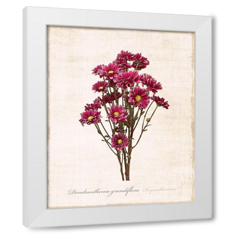 Sketchbook Chrysanthemum White Modern Wood Framed Art Print by Carpentieri, Natalie