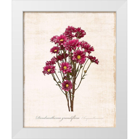 Sketchbook Chrysanthemum White Modern Wood Framed Art Print by Carpentieri, Natalie