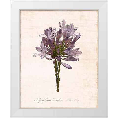 Sketchbook Lily White Modern Wood Framed Art Print by Carpentieri, Natalie