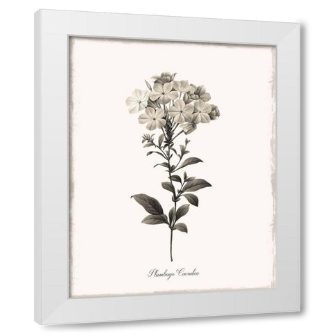 Sketchbook Leadwort White Modern Wood Framed Art Print by Donovan, Kelly