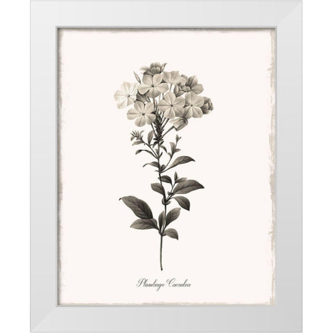 Sketchbook Leadwort White Modern Wood Framed Art Print by Donovan, Kelly