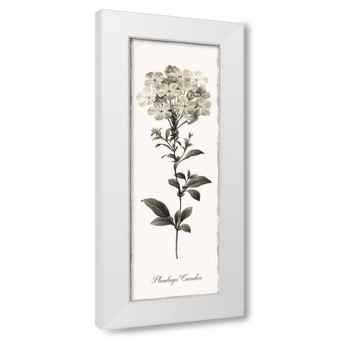 Slender Leadwort White Modern Wood Framed Art Print by Donovan, Kelly