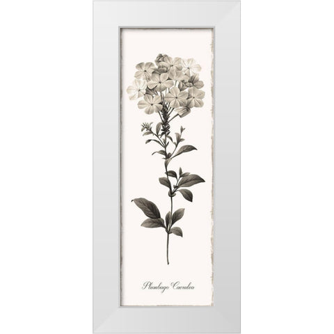 Slender Leadwort White Modern Wood Framed Art Print by Donovan, Kelly