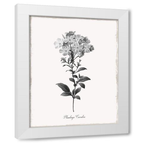 Simply Cape Leadwort White Modern Wood Framed Art Print by Donovan, Kelly