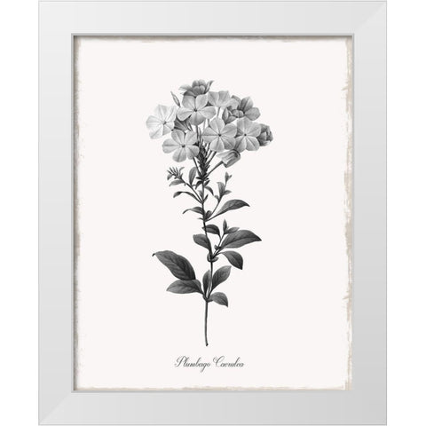 Simply Cape Leadwort White Modern Wood Framed Art Print by Donovan, Kelly