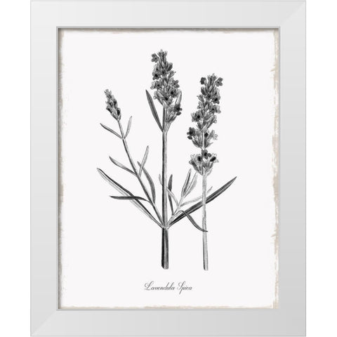 Simply Lavender White Modern Wood Framed Art Print by Donovan, Kelly