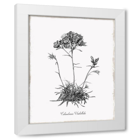 Simply Caladrinia White Modern Wood Framed Art Print by Donovan, Kelly