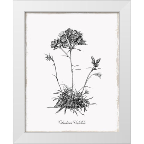Simply Caladrinia White Modern Wood Framed Art Print by Donovan, Kelly