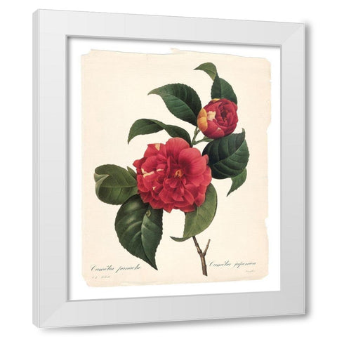 Red Botanical I White Modern Wood Framed Art Print by Robinson, Carol