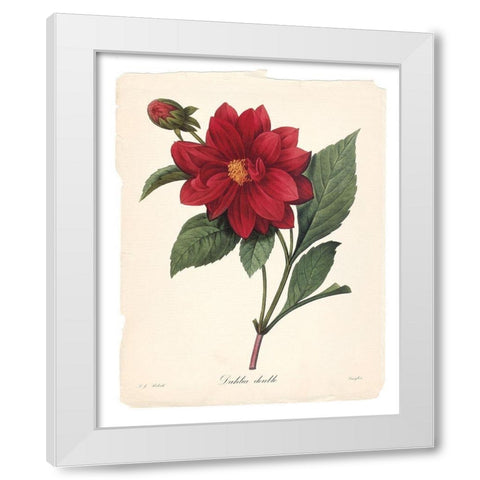 Red Botanical II White Modern Wood Framed Art Print by Robinson, Carol