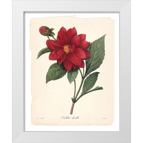 Red Botanical II White Modern Wood Framed Art Print by Robinson, Carol