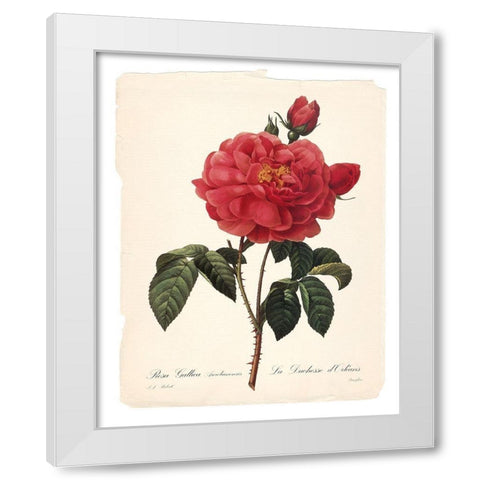 Red Botanical III White Modern Wood Framed Art Print by Robinson, Carol