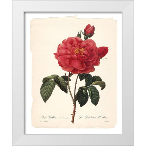Red Botanical III White Modern Wood Framed Art Print by Robinson, Carol