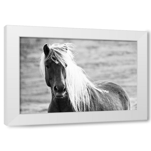 Islandic Horse White Modern Wood Framed Art Print by Loeken, Joan