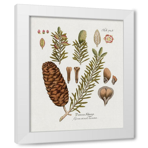 Botanical Fir White Modern Wood Framed Art Print by Donovan, Kelly
