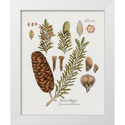 Botanical Fir White Modern Wood Framed Art Print by Donovan, Kelly