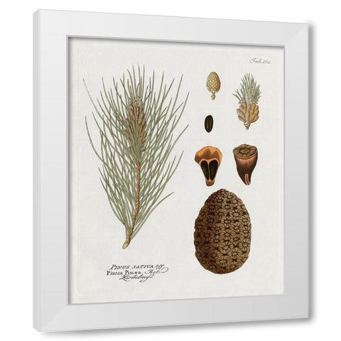 Botanical Pine White Modern Wood Framed Art Print by Donovan, Kelly