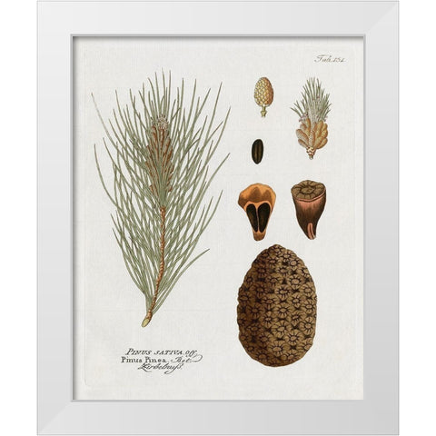Botanical Pine White Modern Wood Framed Art Print by Donovan, Kelly