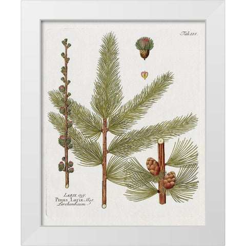 Botanical Larch White Modern Wood Framed Art Print by Donovan, Kelly
