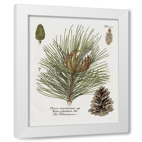 Botanical Spruce White Modern Wood Framed Art Print by Donovan, Kelly