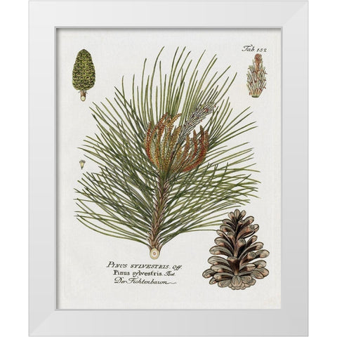Botanical Spruce White Modern Wood Framed Art Print by Donovan, Kelly