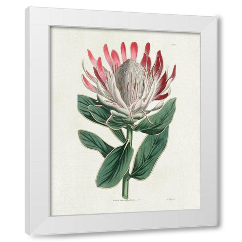 Protea N13 White Modern Wood Framed Art Print by Donovan, Kelly