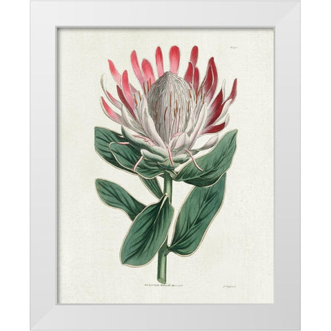 Protea N13 White Modern Wood Framed Art Print by Donovan, Kelly